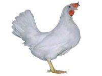 weiße Leghorn Hühner Ganzlin - Retzow Vorschau