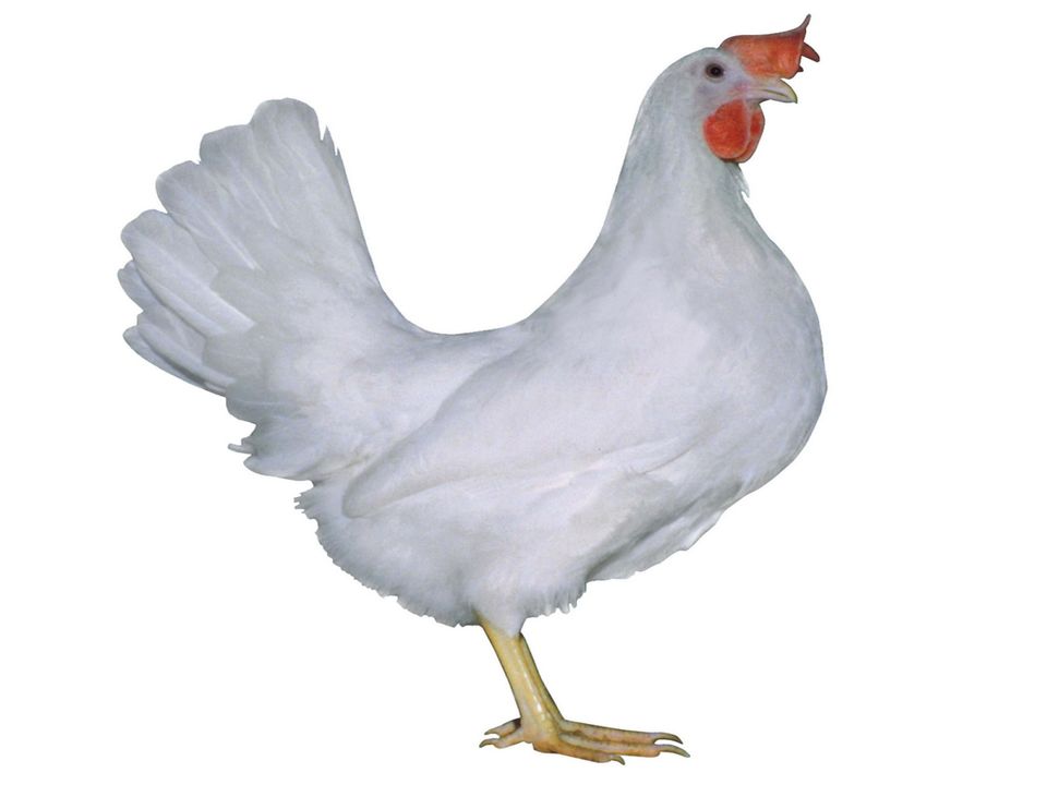 legereife Hühner / Junghennen der Rasse Leghorn weiß in Retzow