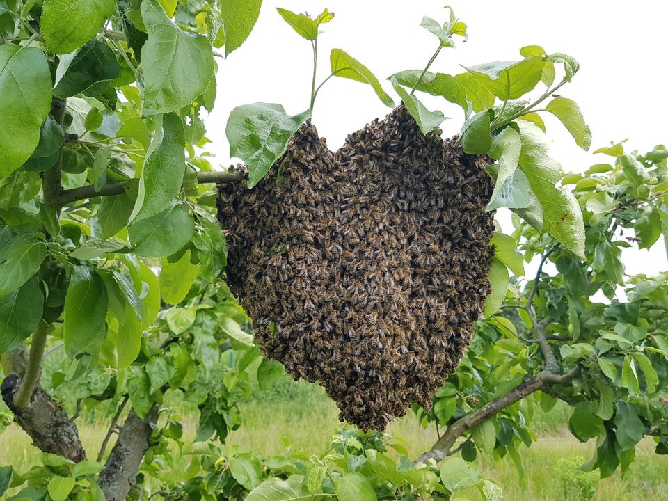 Bienenschwarm in Erfde