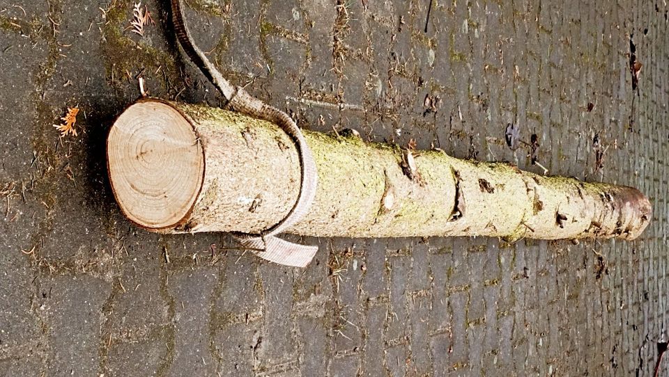 Baumstamm Fichte 3 Meter, Holz, Konstruktion in Neuenkirchen bei Greifswald