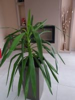 schöne Yukka Palme ca.90 cm ,ohne Blumentopf abzugeben Nur Abholu Nordrhein-Westfalen - Gevelsberg Vorschau