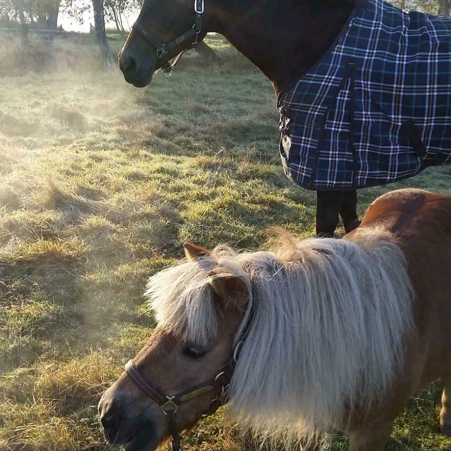 Mobiler Reitunterricht und Natural Horsemanship in Bad Bramstedt