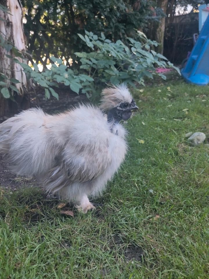 Showgirl Zwerg Seidenhuhn Hahn Huhn in Unterammergau