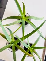 3 Aloe Vera im Glas Bayern - Weiden (Oberpfalz) Vorschau