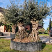 Olea europaea Doppel Stamm winterharte Olive Nordrhein-Westfalen - Delbrück Vorschau