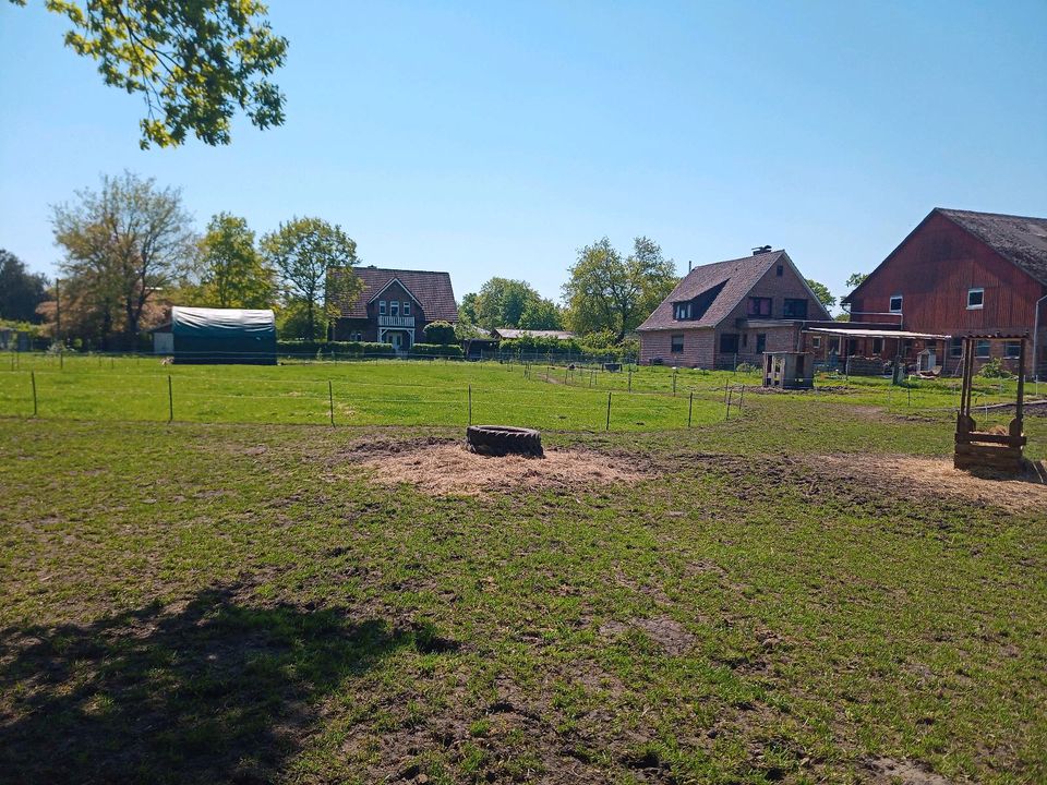 Kleiner privater Offenstall hat Platz für zwei Rentner in Oldendorf (Landkreis Stade)
