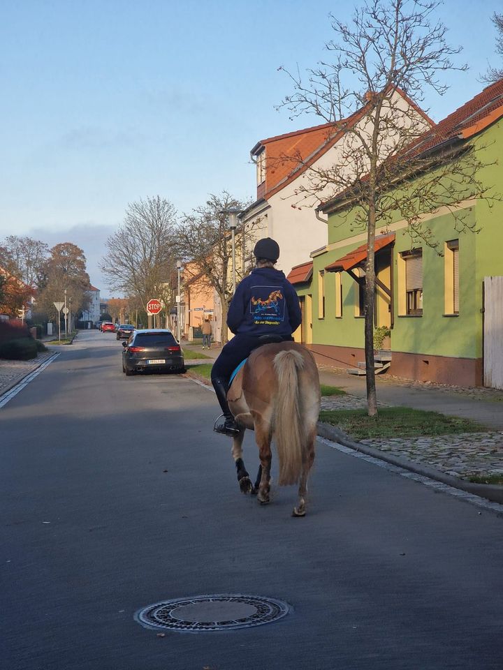 Reitbeteiligung / Pflegebeteiligung in Perleberg