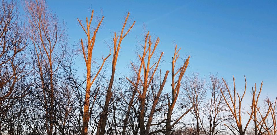 Baumpflege, Baumfällung, Baum fällen, Sturmschadenbeseidigung in Meuselwitz