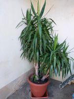 Yuccapalme Sachsen - Coswig Vorschau
