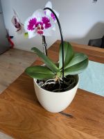 Zimmerpflanze Orchidee Aachen - Aachen-Soers Vorschau