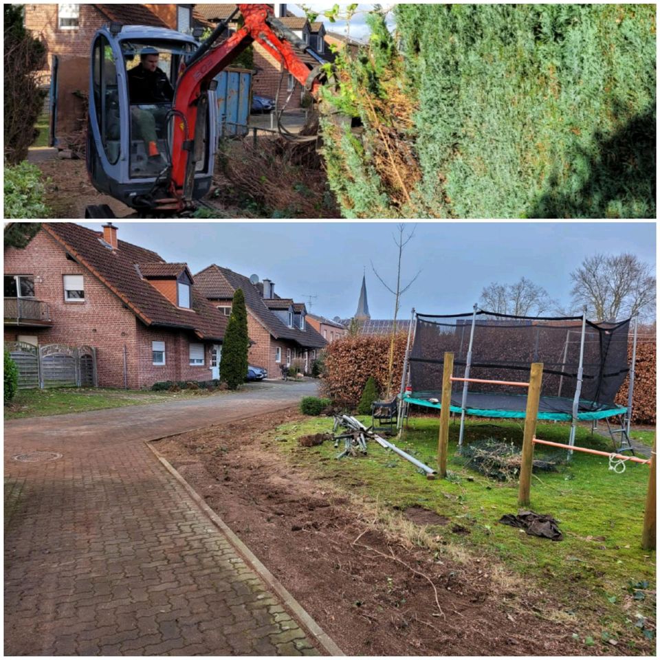 Sträucher Hecke Wurzeln roden mit Minibagger in Uedem