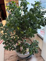 Zimmerpflanze groß Ficus Ginseng 15 Jahre Rheinland-Pfalz - Idar-Oberstein Vorschau