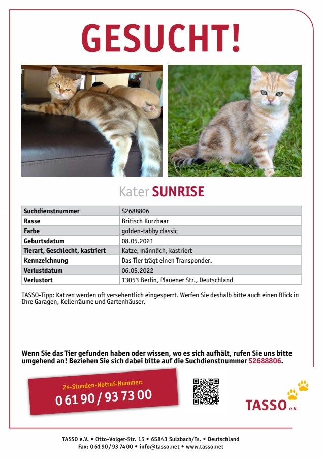 Katze Kater vermisst gesucht entlaufen mitgenommen BKH in Berlin