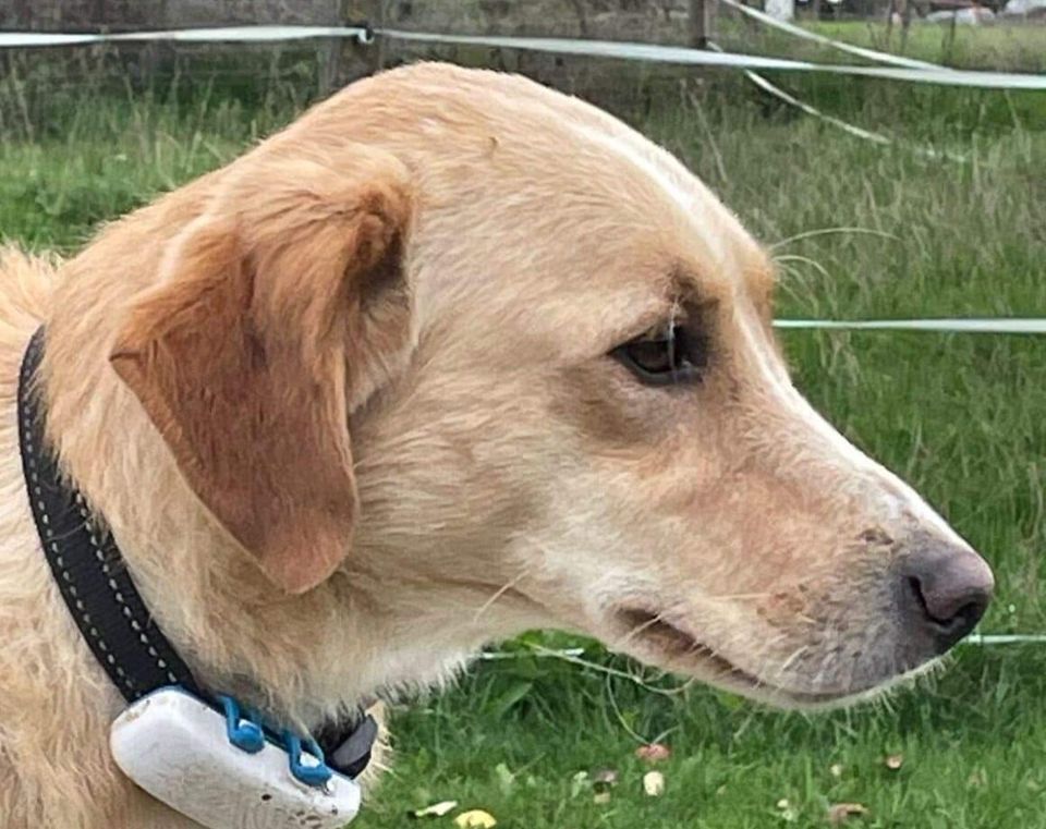 Wird Clyde dein ständiger Begleiter? in Oberickelsheim