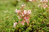 Sedum/Sedummatten für Dachbegrünung und Garten Nordrhein-Westfalen - Weeze Vorschau