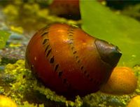 Orange Track Rennschnecke Vittina semiconica Sachsen-Anhalt - Magdeburg Vorschau