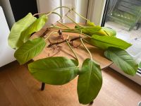 Philodendron Malay Gold / Zimmerpflanze Stuttgart - Stuttgart-Süd Vorschau