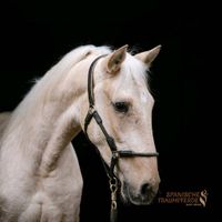 Lieber, menschenbezogener Palomino Wallach/Pferd/Reitpferd Schleswig-Holstein - Traventhal Vorschau