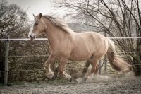 Tierkommunikation Basiskurs 22.-23.06.2024 Schleswig-Holstein - Wulfsmoor Vorschau