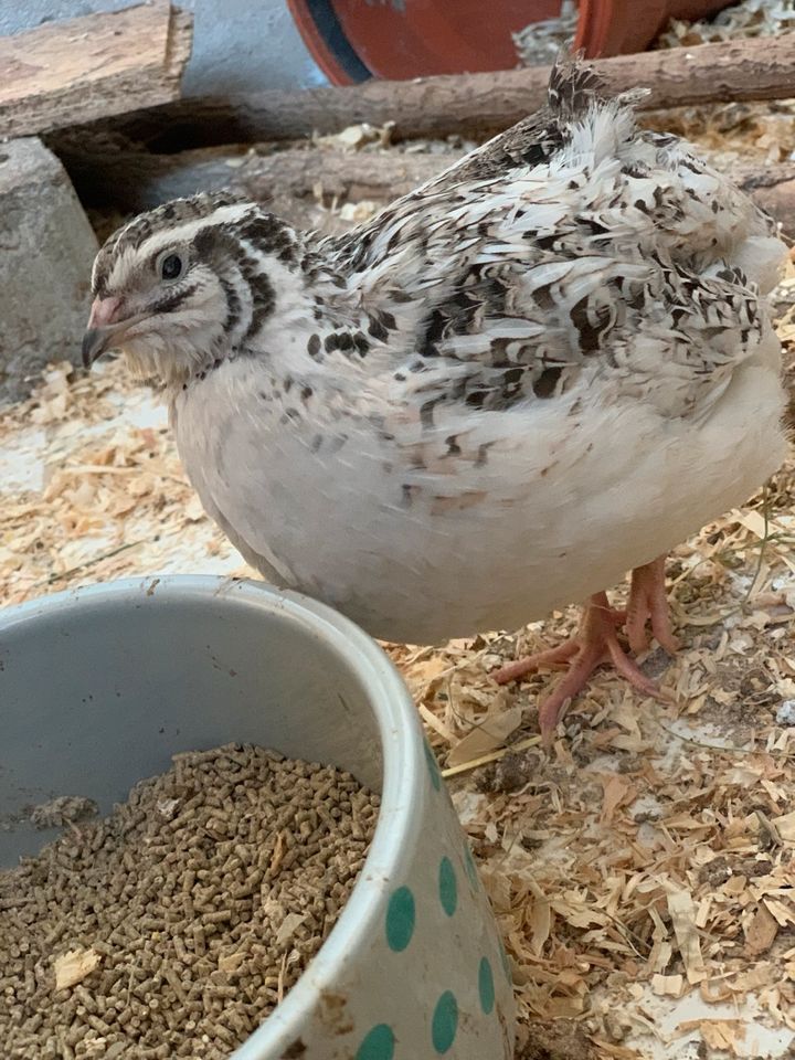 Eintagsküken WACHTELN !!!! in Lommatzsch