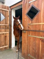 5 jähriger Paint Horse Wallach Only Krymsun x Leos Snowflake Nordrhein-Westfalen - Welver Vorschau