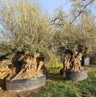 Olivenbäume Olea europaea "Hojiblanca", 160-180 cm Stammumfang Bayern - Buch a. Erlbach Vorschau