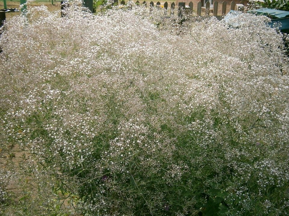 STAUDENSAMEN: HOHES SCHLEIERKRAUT (Gypsophila Paniculata) - SAMEN in Lutherstadt Wittenberg