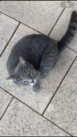 GEFUNDEN!!! Kollow - Katze Lexi immer noch vermisst Herzogtum Lauenburg - Kollow Vorschau