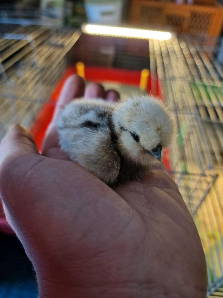 Küken Hühner Silkies Zwergseidenhühner Seidis in Rastenberg