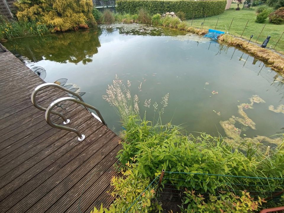 Kois von 5-50cm Länge suchen neues zu Hause!!! in Bad Liebenwerda