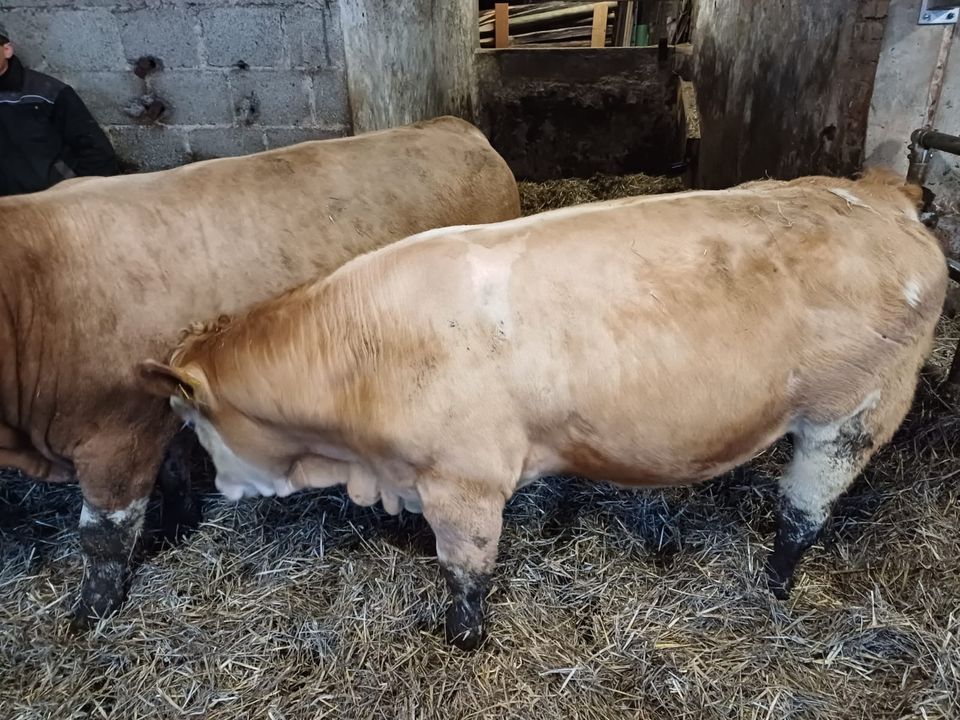 Bio Fleckvieh Deckbullen in Ehrenberg (Rhön)