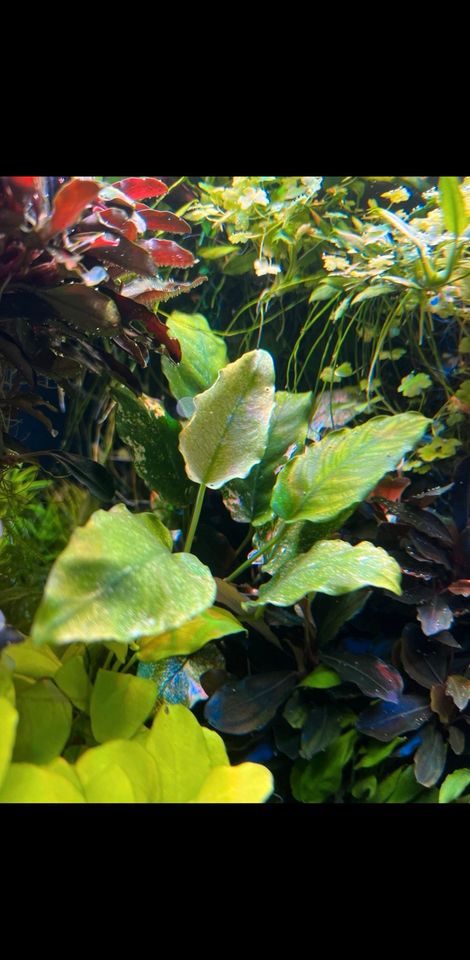 Aquariumpflanzen / Ableger von Bucephalandra und Anubias in Eicklingen