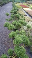 Berg Ilex Formschnitt Bonsai Kugel Pflanzen Hülse Niedersachsen - Saterland Vorschau