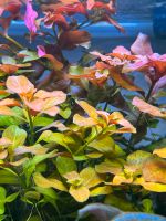 Aquarienpflanze Aquarium Ludwigia "Rubin" Baden-Württemberg - Pliezhausen Vorschau