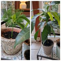 Mangopflanzen, Mangobäumchen, Mango abzugeben Dithmarschen - Schrum Vorschau