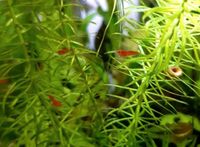 10 x Red Fire Garnelen (Neocaridina davidi) Hessen - Lich Vorschau