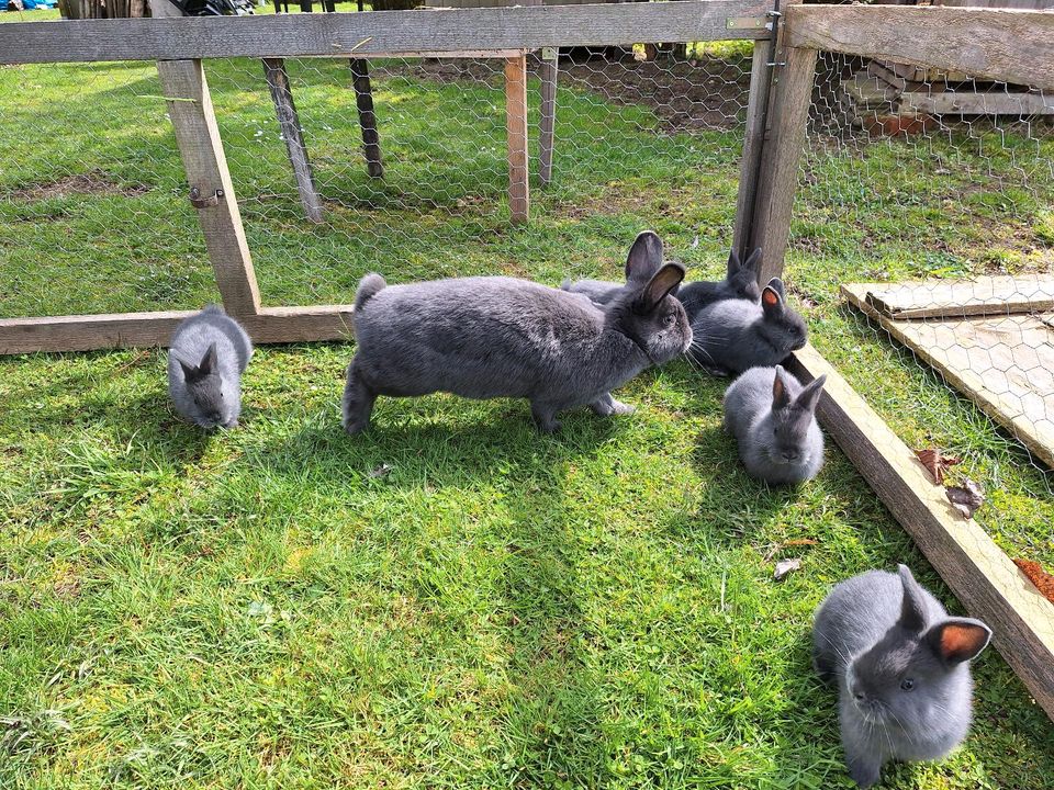 Junge Kaninchen/Hasen in Untergriesbach