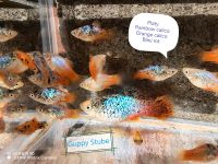 Platys rot blau / Calico Jungfische Gröpelingen - Oslebshausen Vorschau