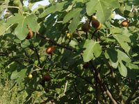 Feigenbäumchen Feige Feigenbaum Baden-Württemberg - Malsch Vorschau