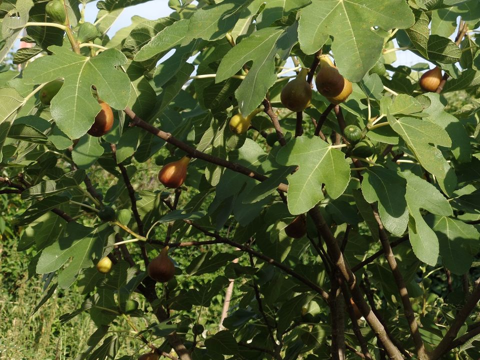 Feigenbäumchen Feige Feigenbaum in Malsch