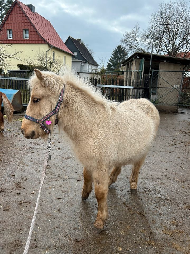 DpbS Shetty Wallach, Sonderfarbe, Absetzer, Schulpony in Groß Quenstedt