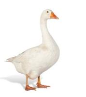 Gans, Weidemastgans, Jungtiere Thüringen - Erfurt Vorschau
