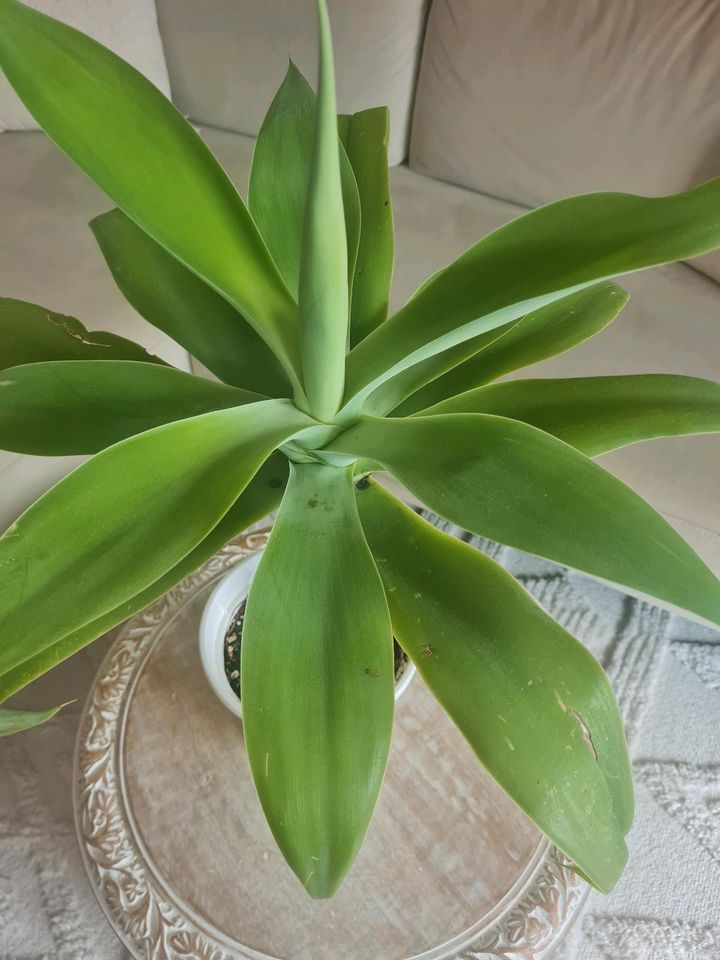 Agave attenuata stammbildend, Schwanenhals Agave, Pflanze in Gröbenzell