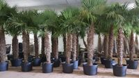 Winterharte Palmen Hanfpalme Trachycarpus Fortunei, Olivenbäume Münster (Westfalen) - Centrum Vorschau