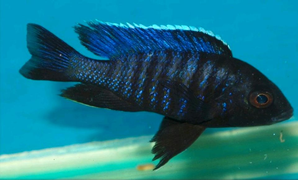 Copadichromis sp kawanga dark blue in Düsseldorf