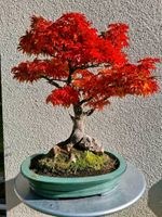 Löwenkopf Ahorn Bonsai - Acer Palmatum 'Shishigashira' Baden-Württemberg - Ludwigsburg Vorschau