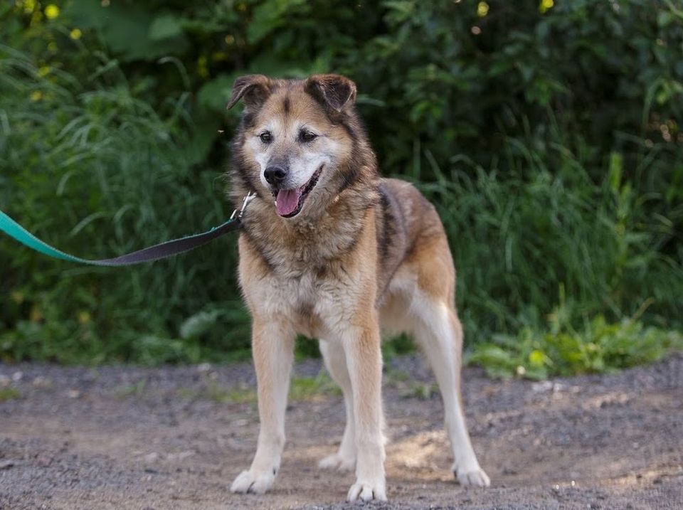 Baikal, ein kluger, gutmütig und ruhiger erwachsener Hundesenior in Burrweiler