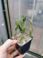 Euphorbia tortirama, Caudex, Sukkulente, Kaktus Baden-Württemberg - Eberbach Vorschau