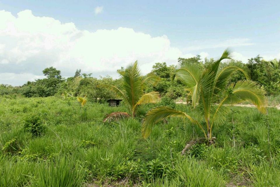 Schönes Grundstück im warmen & sonnigen Belize in Lage