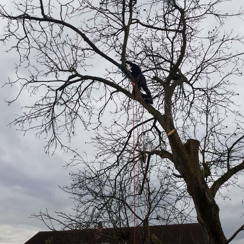 Baumfällungen, Baum fällen, Kronenschnitt in Rheinmünster